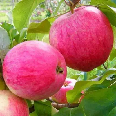 Яблоня РОЗОВЫЙ НАЛИВ в Фаниполе
