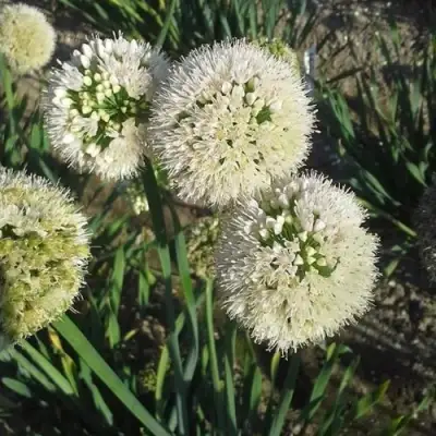 Лук слизун в Фаниполе