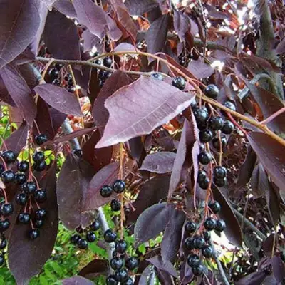 Черемуха виргинская ШУБЕРТ в Фаниполе