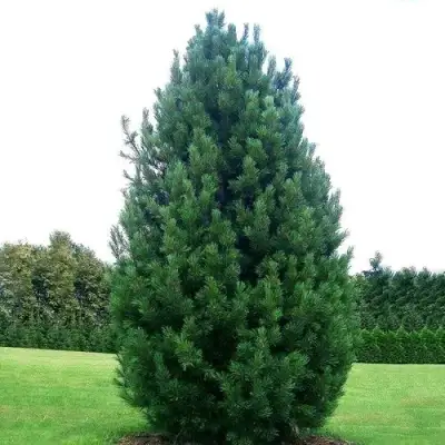 Сосна кедровая европейская в Фаниполе