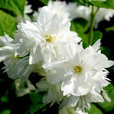 Жасмин ДАМ БЛАНШ в Фаниполе