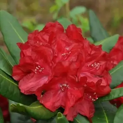 Рододендрон БУЗУКИ в Фаниполе