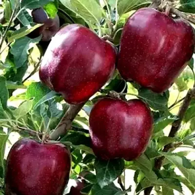 Яблоня РЕД ЧИФ в Фаниполе