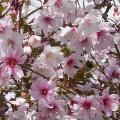 Сакура МИКИНОРИ в Фаниполе