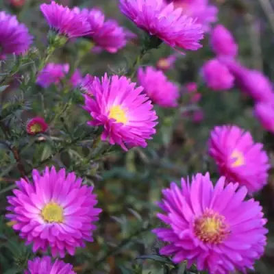 Астра КАРМИНКУППЕЛЬ в Фаниполе