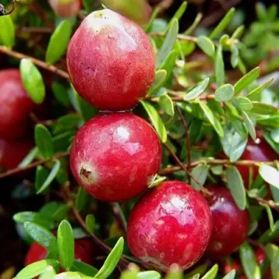 Клюква СТИВЕНС в Фаниполе