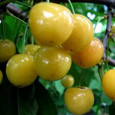 Черешня РОССОШАНСКАЯ ЗОЛОТАЯ в Фаниполе