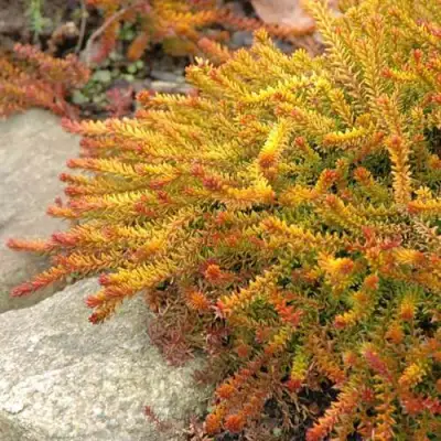 Водяника БЕРНШТЕЙН черная в Фаниполе