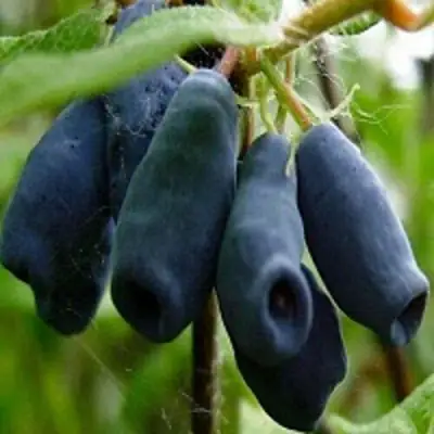 Жимолость съедобная НАРЫМСКАЯ в Фаниполе