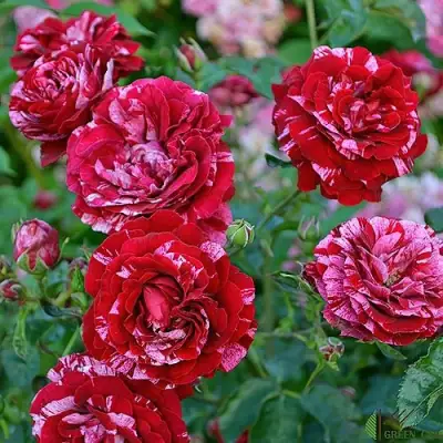 Роза ДИП ИМПРЕШН флорибунда в Фаниполе