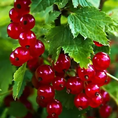 Смородина красная РОЛАН в Фаниполе