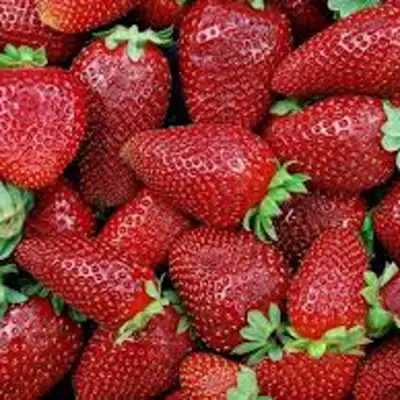 Клубника СКАЛА в Фаниполе