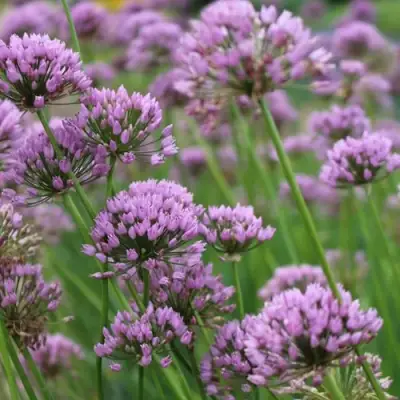 Лук угловатый в Фаниполе