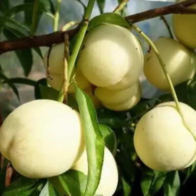 Персик АЙС ПИЧ в Фаниполе