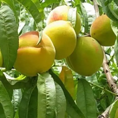 Персик СЕЯНЕЦ СТАРКА в Фаниполе