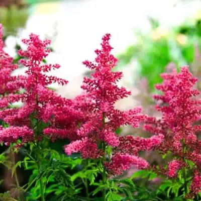 Астильба ЮНИК КАРМИН гибридная в Фаниполе