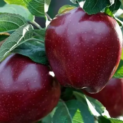 Яблоня РЕД ЧИФ в Фаниполе