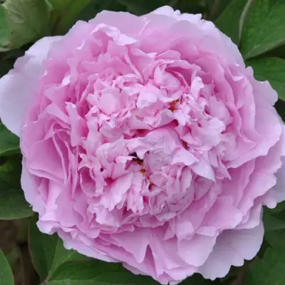 Пион ПРОЗРАЧНАЯ РОСА древовидный в Фаниполе