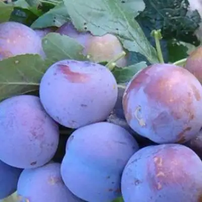 Слива НАГРАДА НЕМАНСКАЯ в Фаниполе