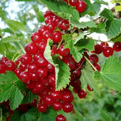 Смородина красная ГОЛЛАНДСКАЯ КРАСНАЯ в Фаниполе