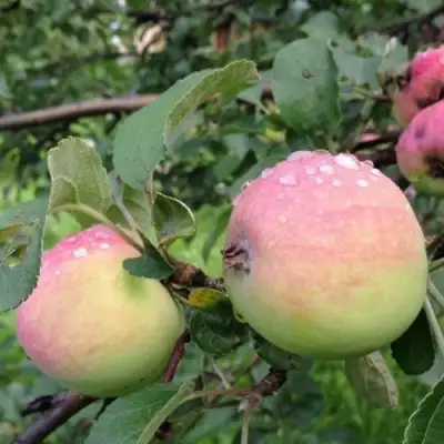 Яблоня УТРО в Фаниполе