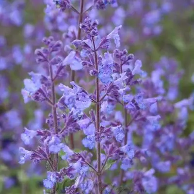 Котовник КИТ КЭТ фассена в Фаниполе