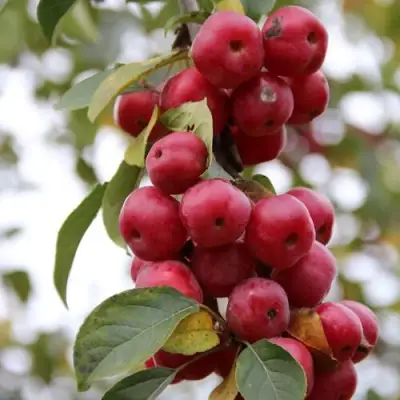 Яблоня РЕД ОБЕЛИСК колонновидная в Фаниполе