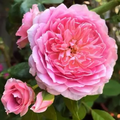 саженцы розы Французское Платье