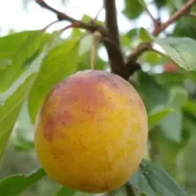 Слива ЯХОНТОВАЯ в Фаниполе