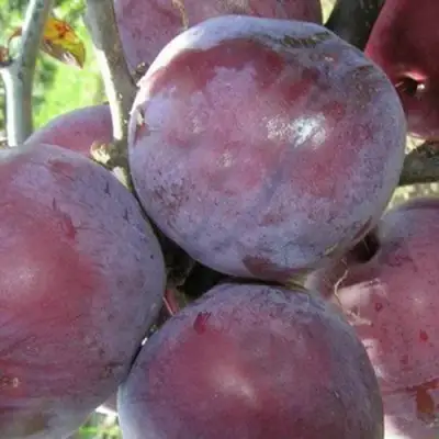 Слива ПАННА в Фаниполе