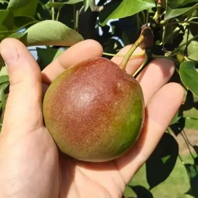 Груша КУПАЛА в Фаниполе