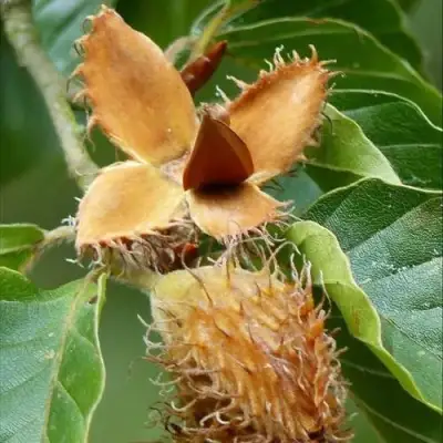 Бук обыкновенный в Фаниполе