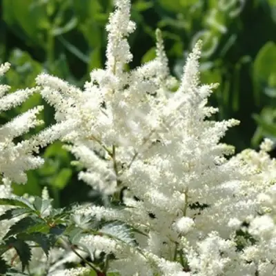 Астильба ХЭППИ ДЕЙ Арендса в Фаниполе