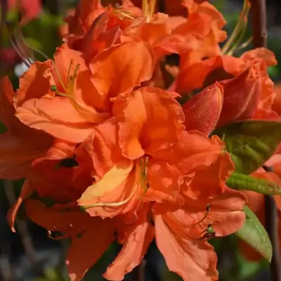 Азалия МАНДАРИН ЛАЙТС листопадная в Фаниполе