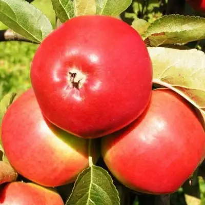 Яблоня СЯБРЫНА в Фаниполе