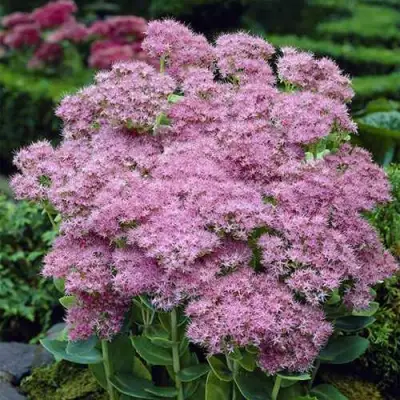 Очиток (седум) БРИЛЛИАНТ в Фаниполе