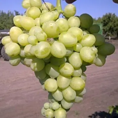 Виноград АРКАДИЯ в Фаниполе