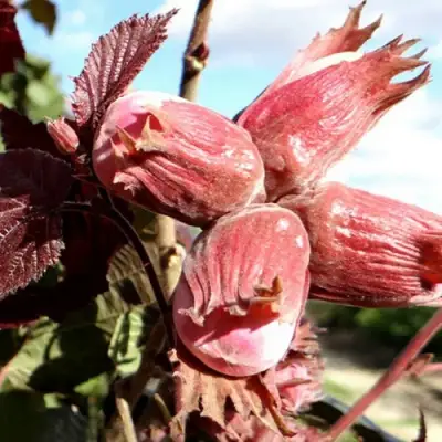 Фундук АЛЫЙ ПАРУС в Фаниполе