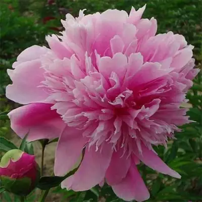 Пион ГОЛУБАЯ ХРИЗАНТЕМА травянистый в Фаниполе