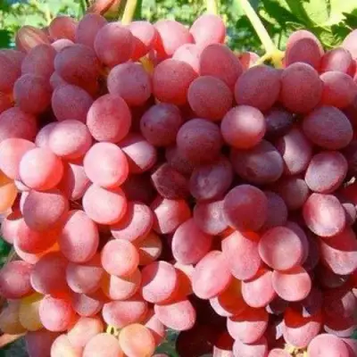 Виноград КИШМИШ КРАСНЫЙ в Фаниполе