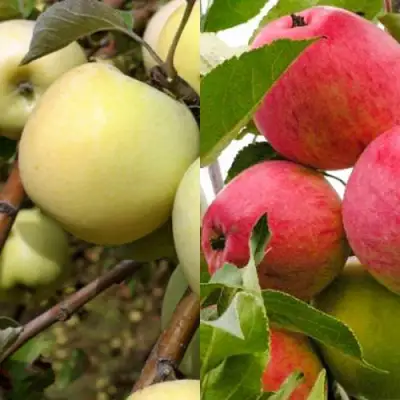 Комплект ЯБЛОЧНЫЙ ТАНДЕМ в Фаниполе