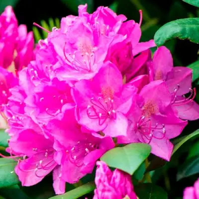 Азалия ПУРПУРТРАУМ японская в Фаниполе