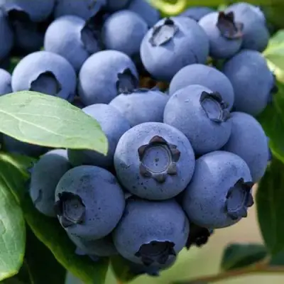 Голубика СПАРТАН в Фаниполе