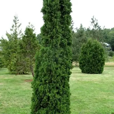 Туя ДЕГРУТ СПАЙР западная в Фаниполе