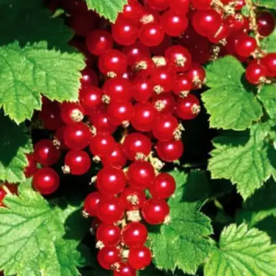 Смородина красная РЕД ЛЕЙК в Фаниполе