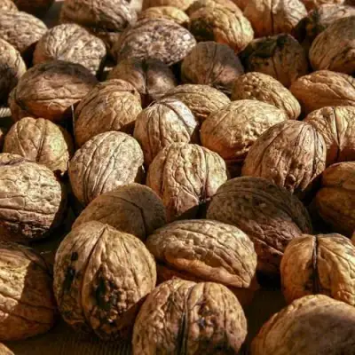 Грецкий орех ПИНСКИЙ в Фаниполе