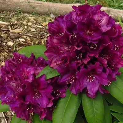 Рододендрон ПОЛАРНАХТ в Фаниполе