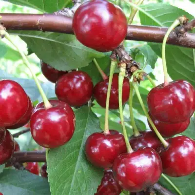 Вишня ТУРГЕНЕВКА в Фаниполе