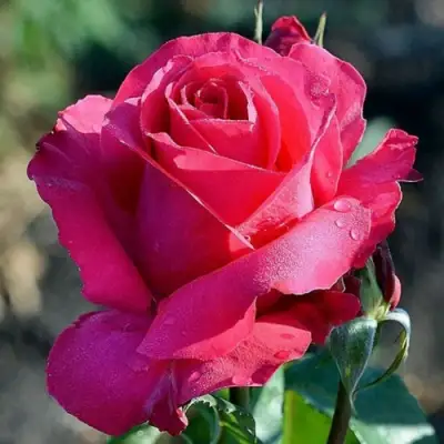 Роза ВИЕН РОУЗ чайно-гибридная в Фаниполе