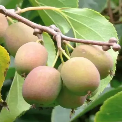 Актинидия ГИБРИДНАЯ КОЛБАСИНОЙ в Фаниполе